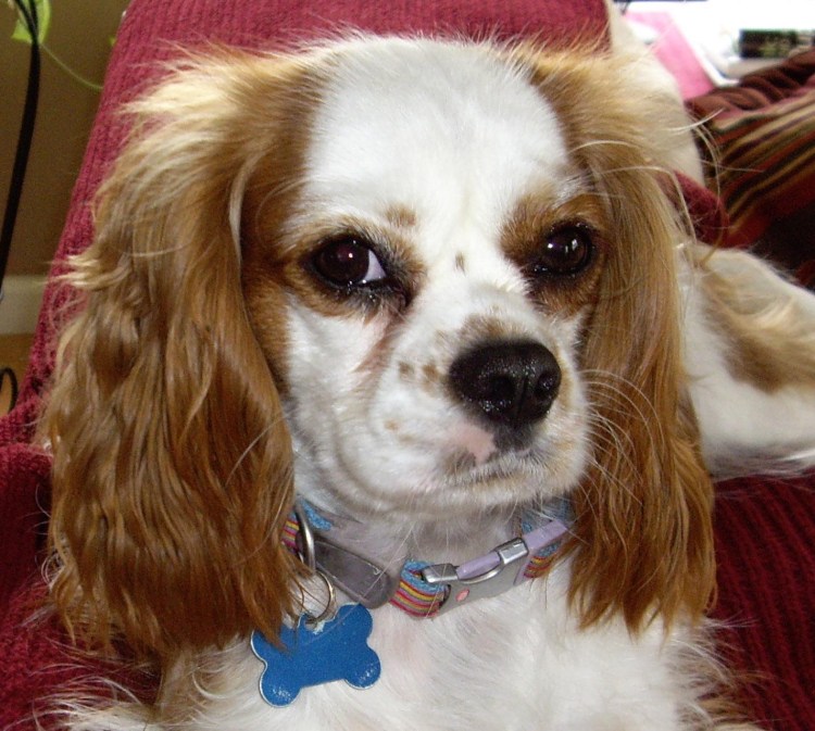 Ирландский сеттер и спаниель