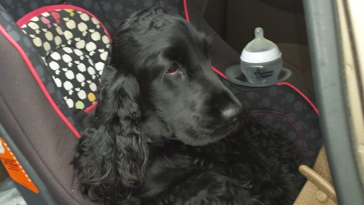 Собака с развивающимися ушами