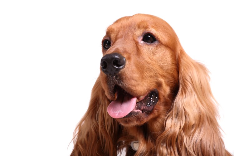 Русский спаниель уши