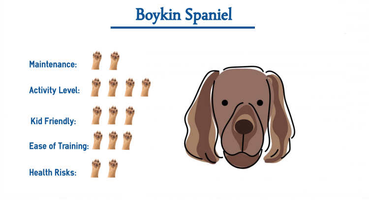 Грудь спаниель