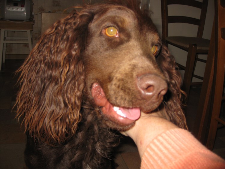 Уши спаниеля у женщин