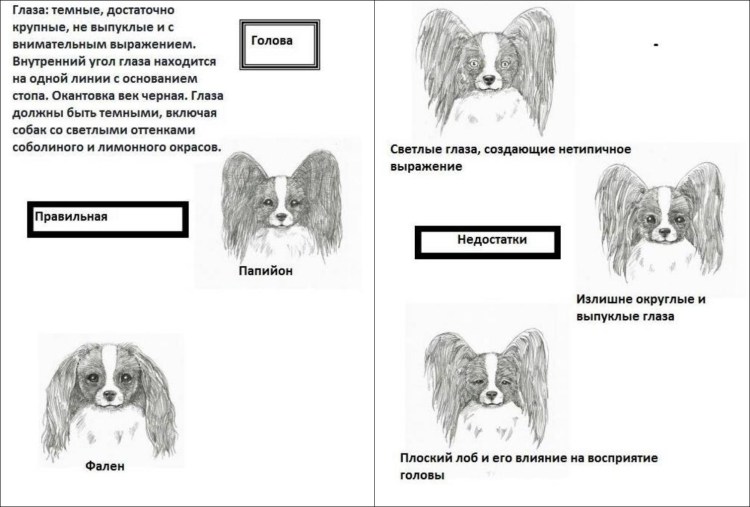 Кокер спаниель Эстетика