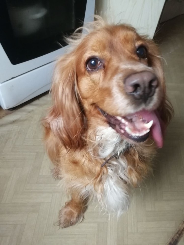 Звёзды с спаниелями