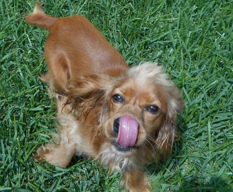 Американский кокер спаниель стриженный