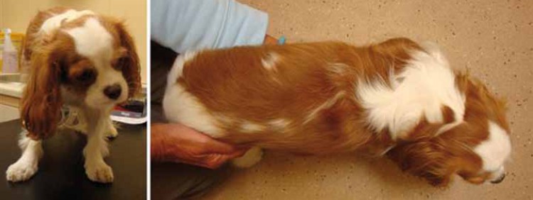 Английский кокер спаниель вес