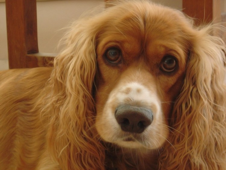 Уши спаниеля