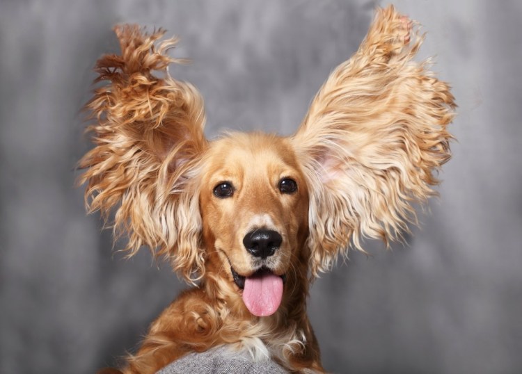 Стрижка английского кокер спаниеля