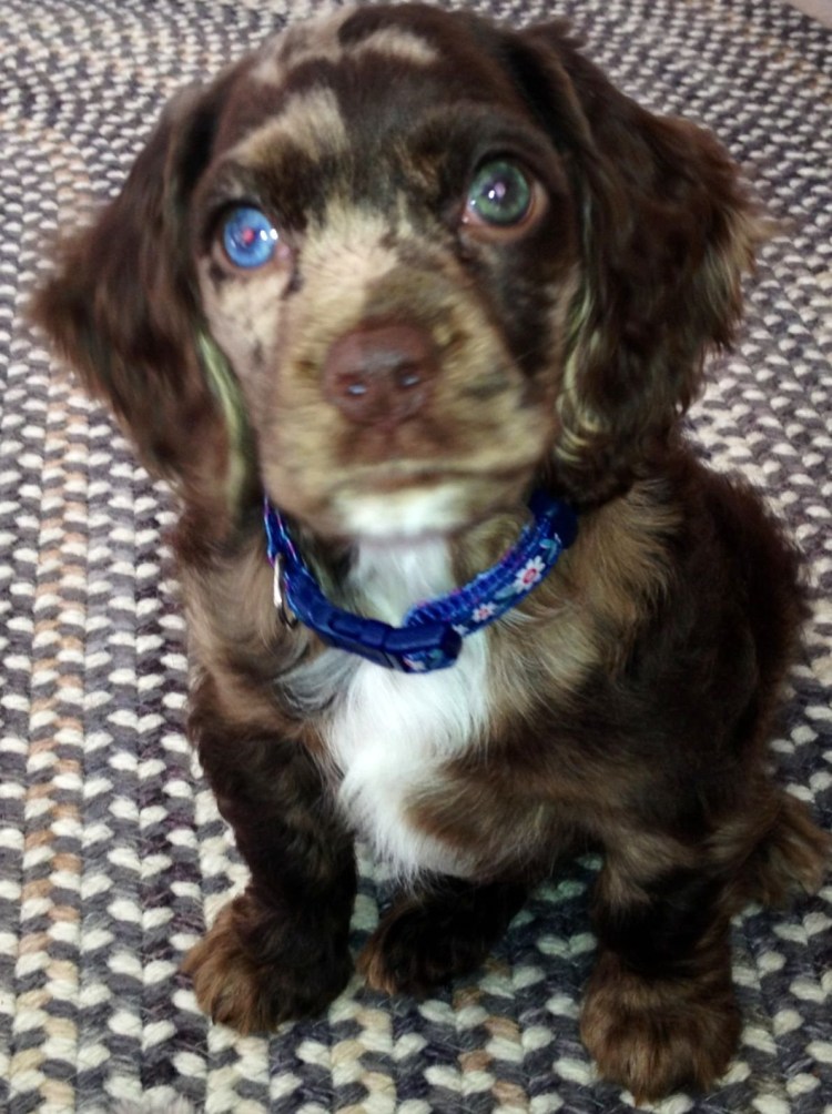 Форма ушей у собак