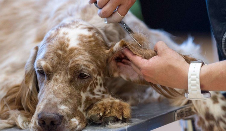 Вес американского кокер спаниеля