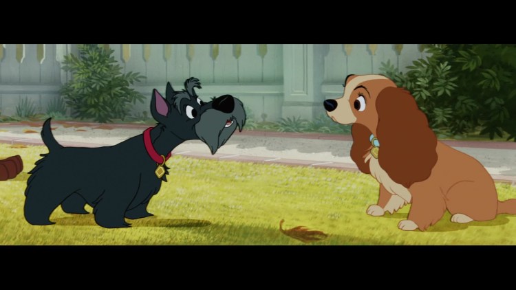 Джок из леди и Бродяга