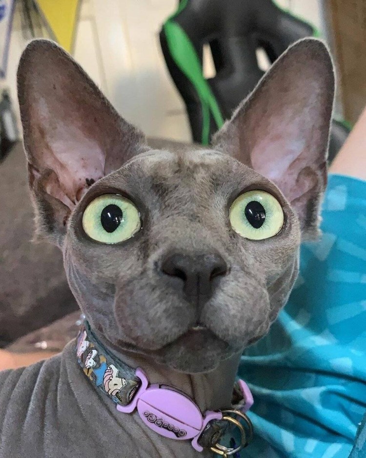 Кот породы Донской сфинкс