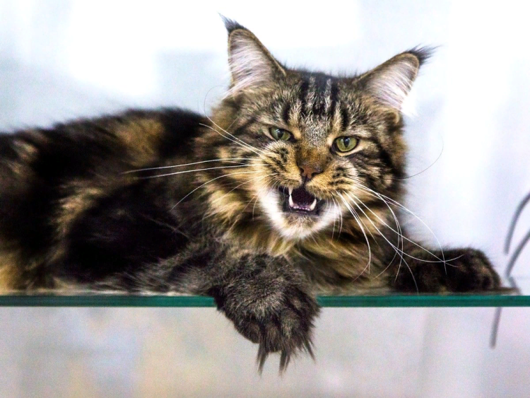 Матерый дворовый кот