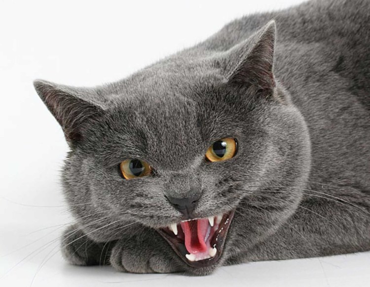 Коты породы Ориентал