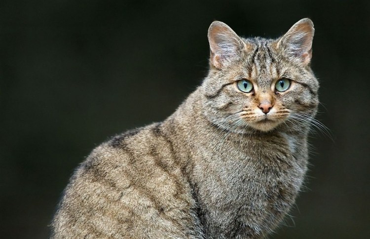 Британский короткошерстный кот полосатый