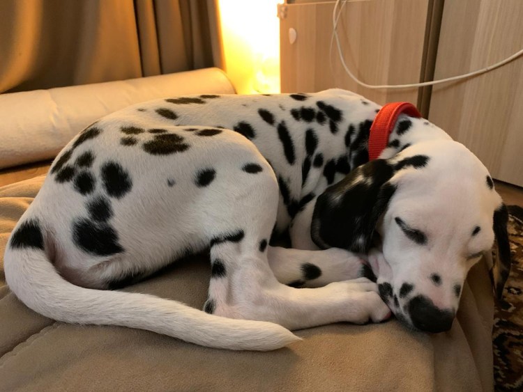 Далматинец и шарпей