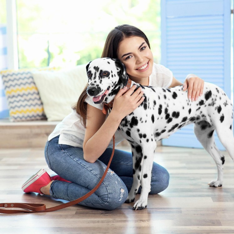 Далматин с человеком