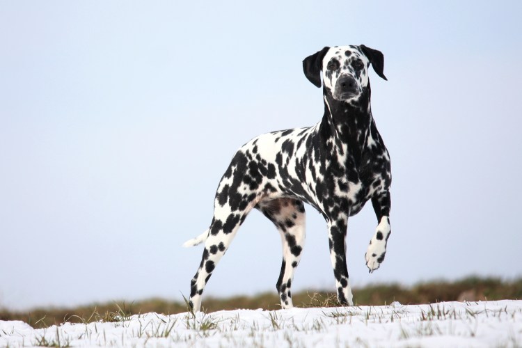 Далматинец рост