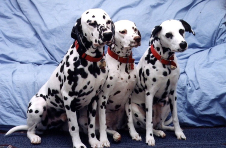 102 Далматинца собаки