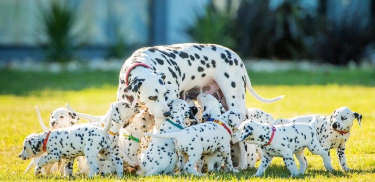 Трехцветный Далматин