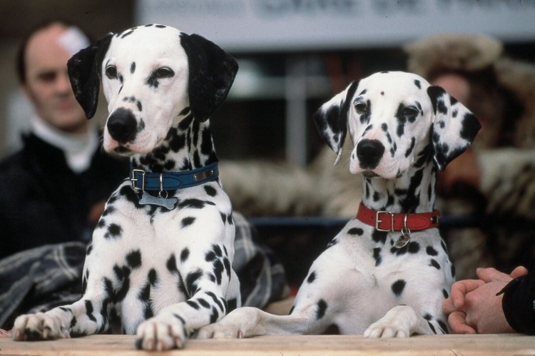 101 Далматинец фильм