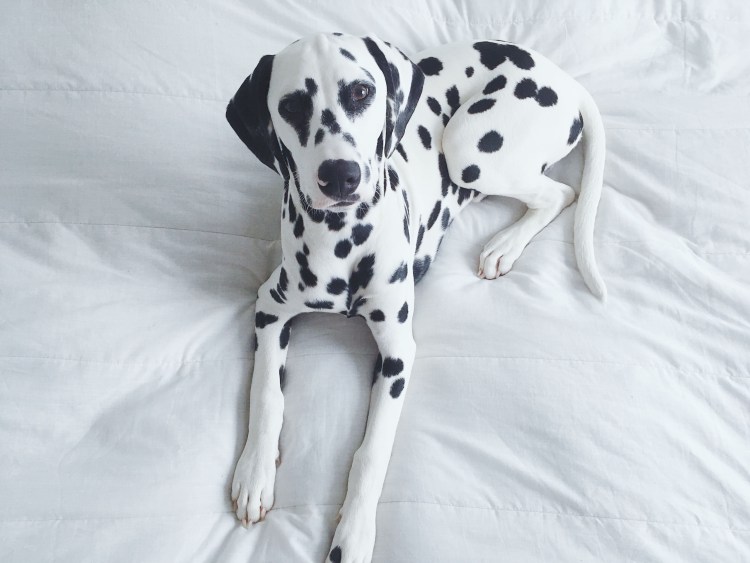 Далматинец щенок