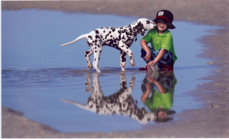 Далматин и дети