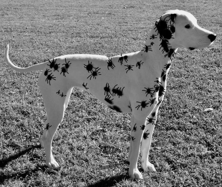 101 Далматинец породы