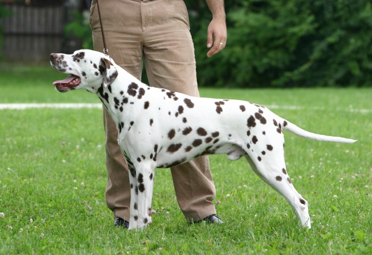 Далматин экстерьер