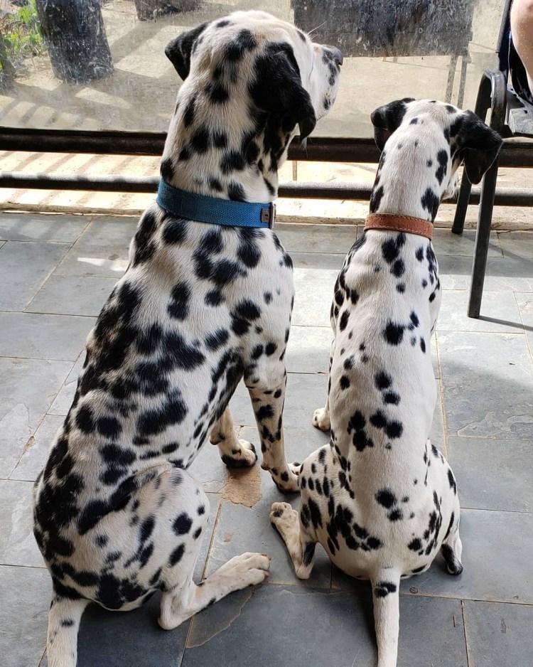 Мраморный далматинец