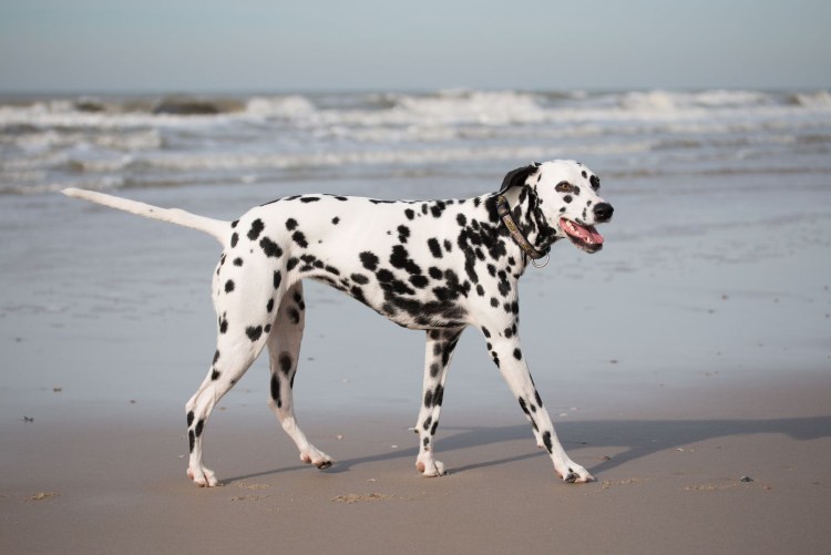 Бигль и далматинец