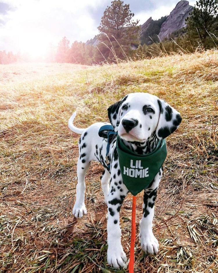 Далматинец дог