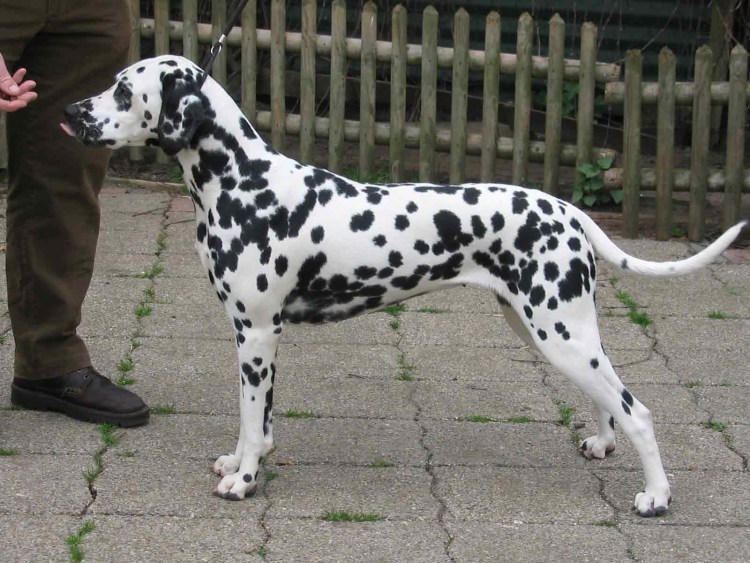 Мини Далматин порода
