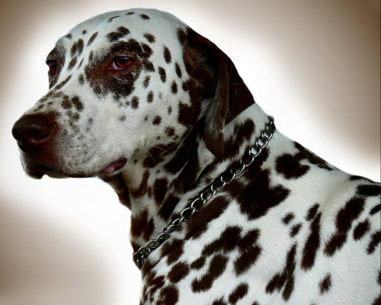 Старый Далматин