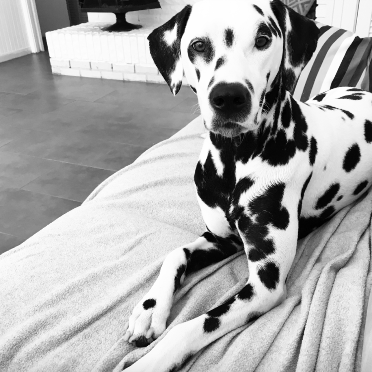 Ириланс далматинец