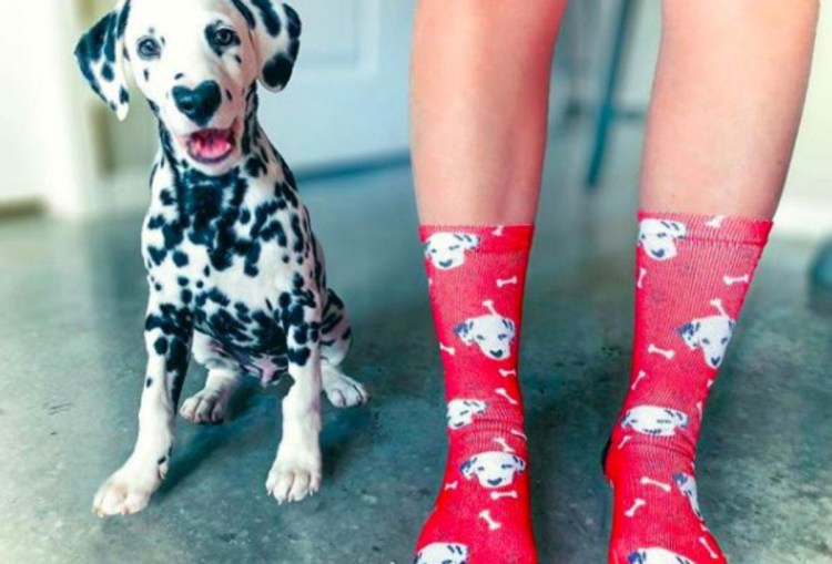 Далматинец с человеком