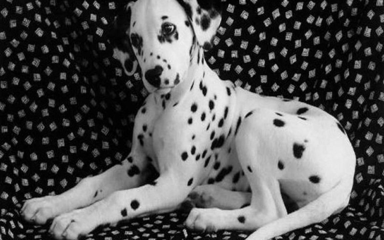 Хеллман далматинец