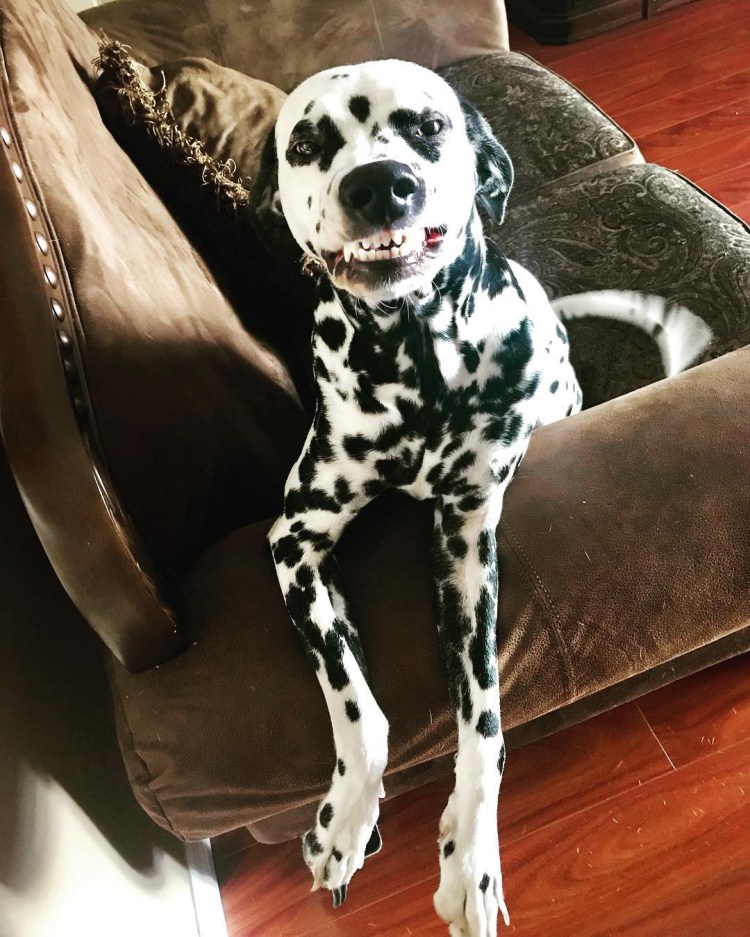 Арчи далматинец