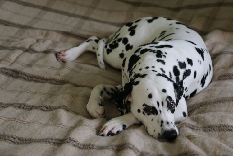 Лайка далматинец