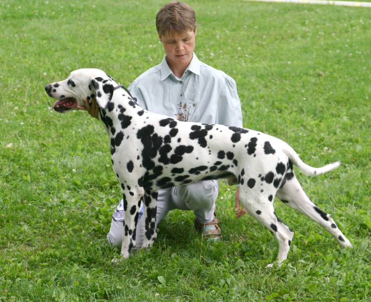 Тим Уолкер Далматин