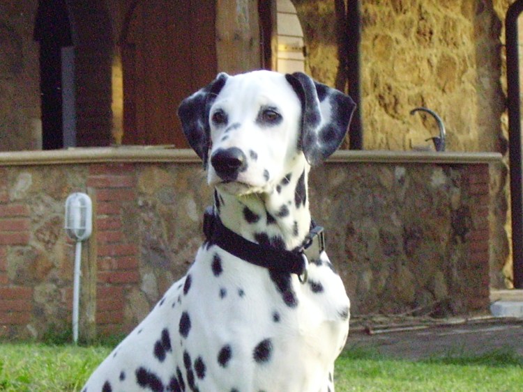 Минорка далматинец