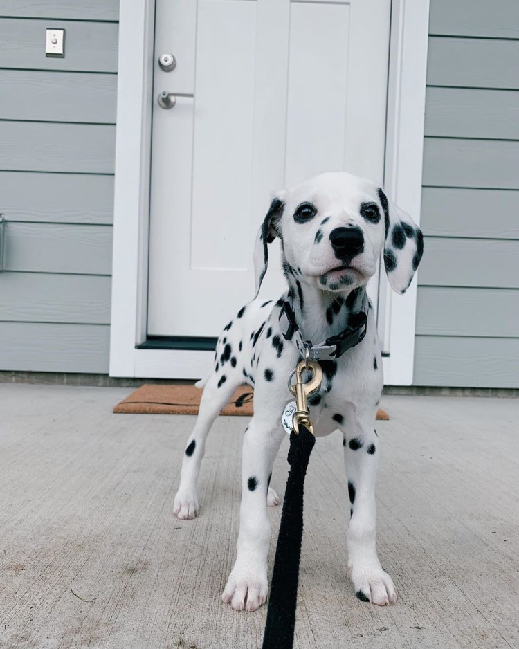 Карликовый далматинец