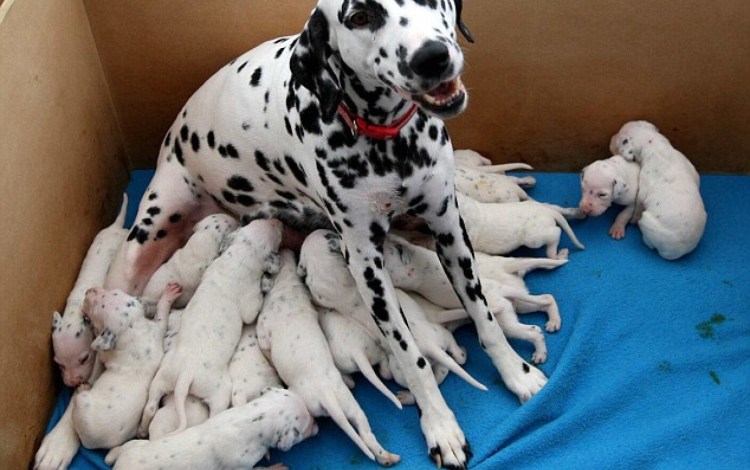 Щенки далматинца Новорожденные