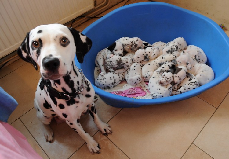 Далматин мама и щенки