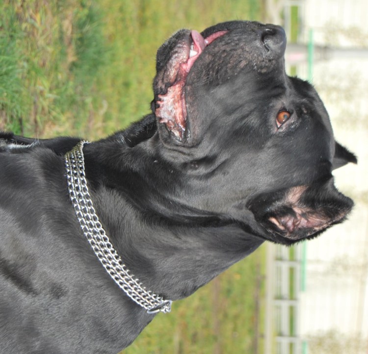 Итальянский мастиф Кане-Корсо