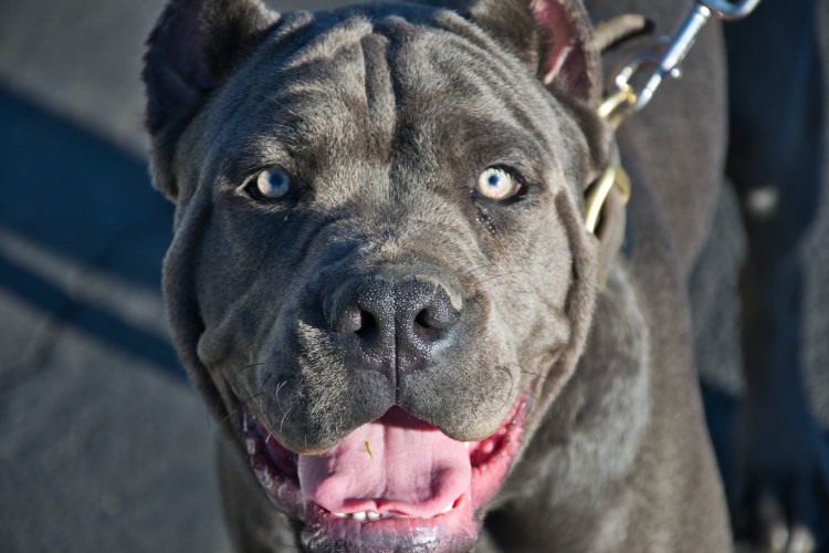 Итальянский мастиф Кане-Корсо
