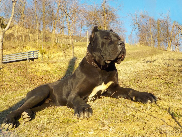 Древние Молоссы Кане Корсо