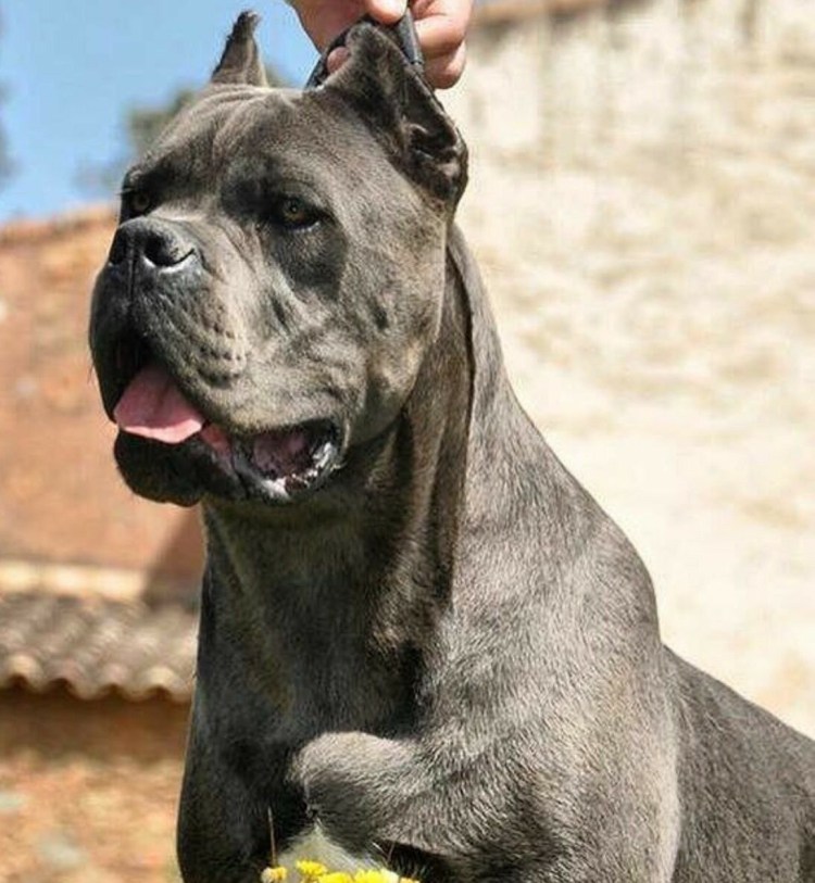 Кане Корсо собака