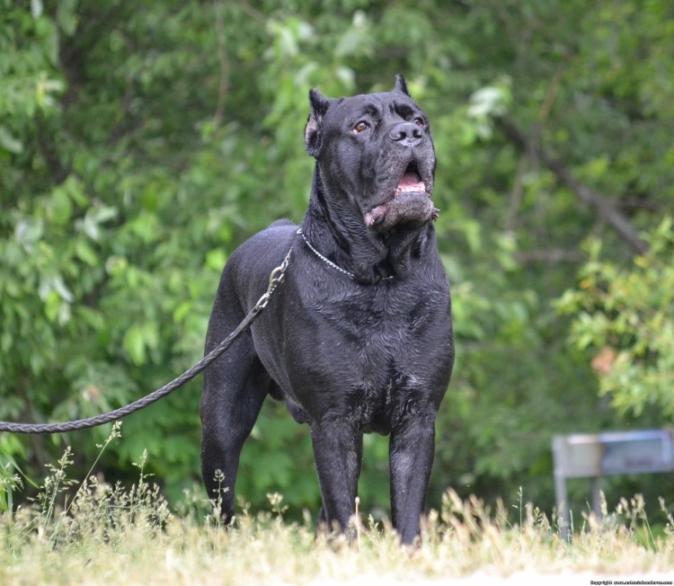Корсо неаполитано