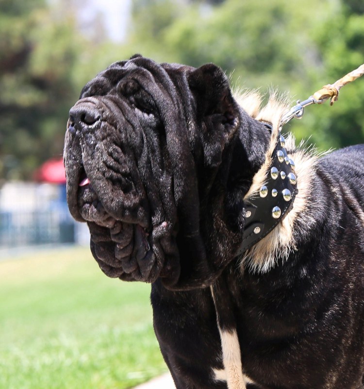 Неаполитанский мастиф черный