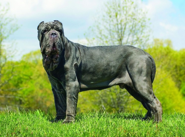 Мастиф собака